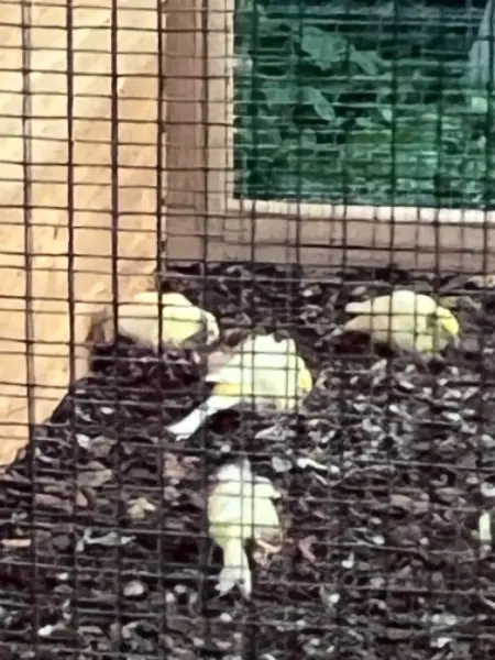 Kanarien, KanarienvögelNordfriesee