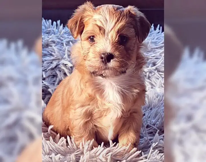 Havaneser Welpen mit Ahnentafel.