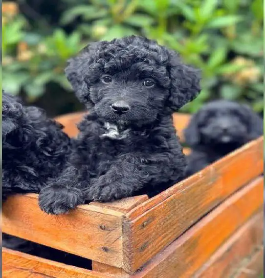 Mini Doodle in schwarz weiss