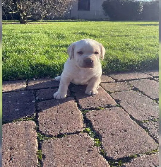 Labradorwelpen in chocolate, und gelb