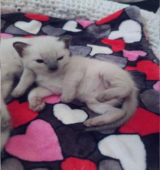Thai Kitten (Old Siam) suchen die besten Katzeneltern