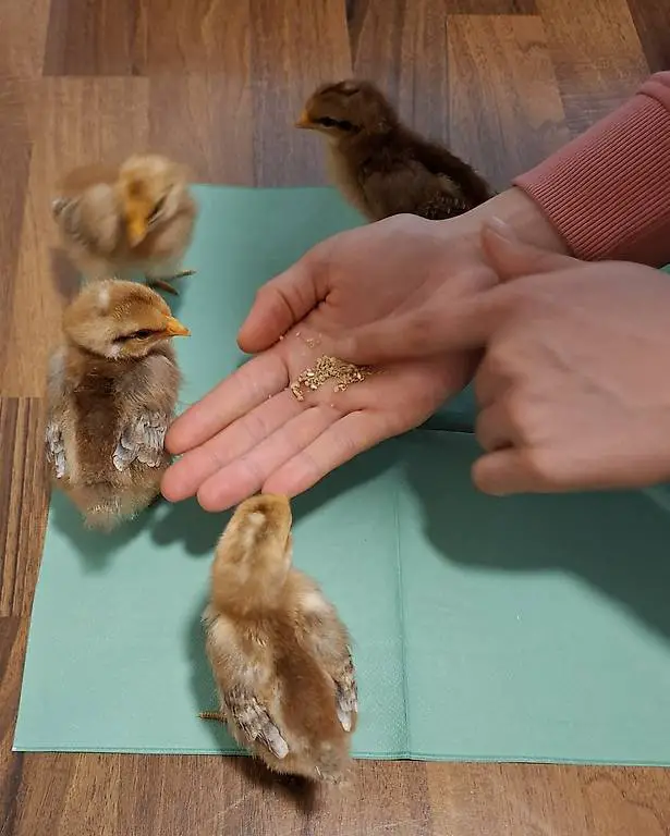 Zu Verkaufen, 4 reinrassige Zwergbielefelder