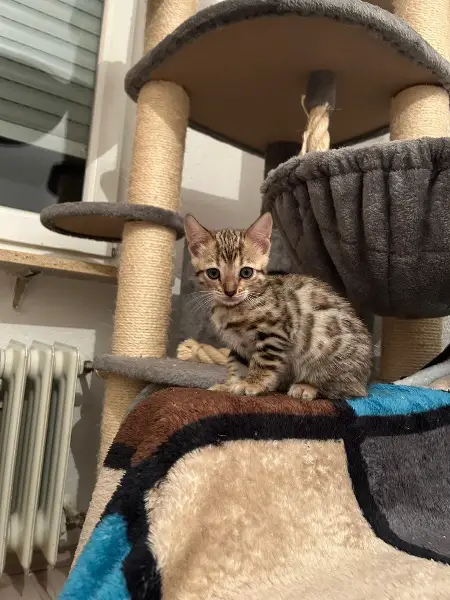 Herzige Bengalkitten