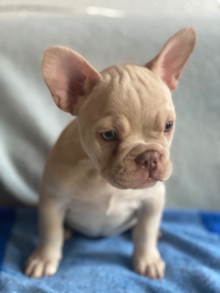 Französische Bulldoggen Welpen suchen ein neues Zuhause