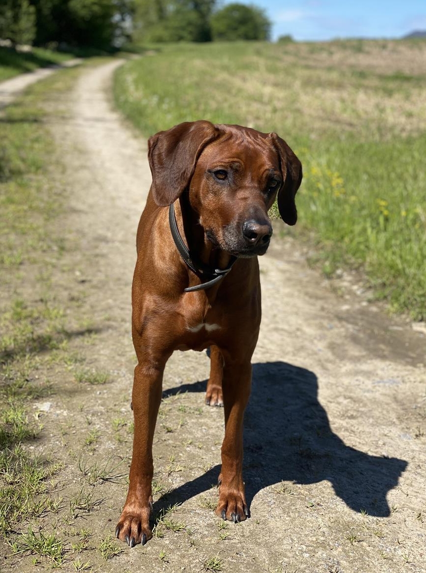 Rhodesian Ridgeback Hündin SUCHT liebes Übergang-Zuhause