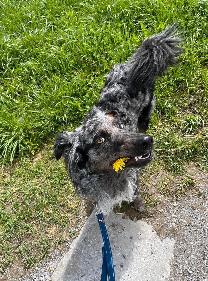 Bergamasker Mischling kaufen? Rüde sucht ein neues Zuhause