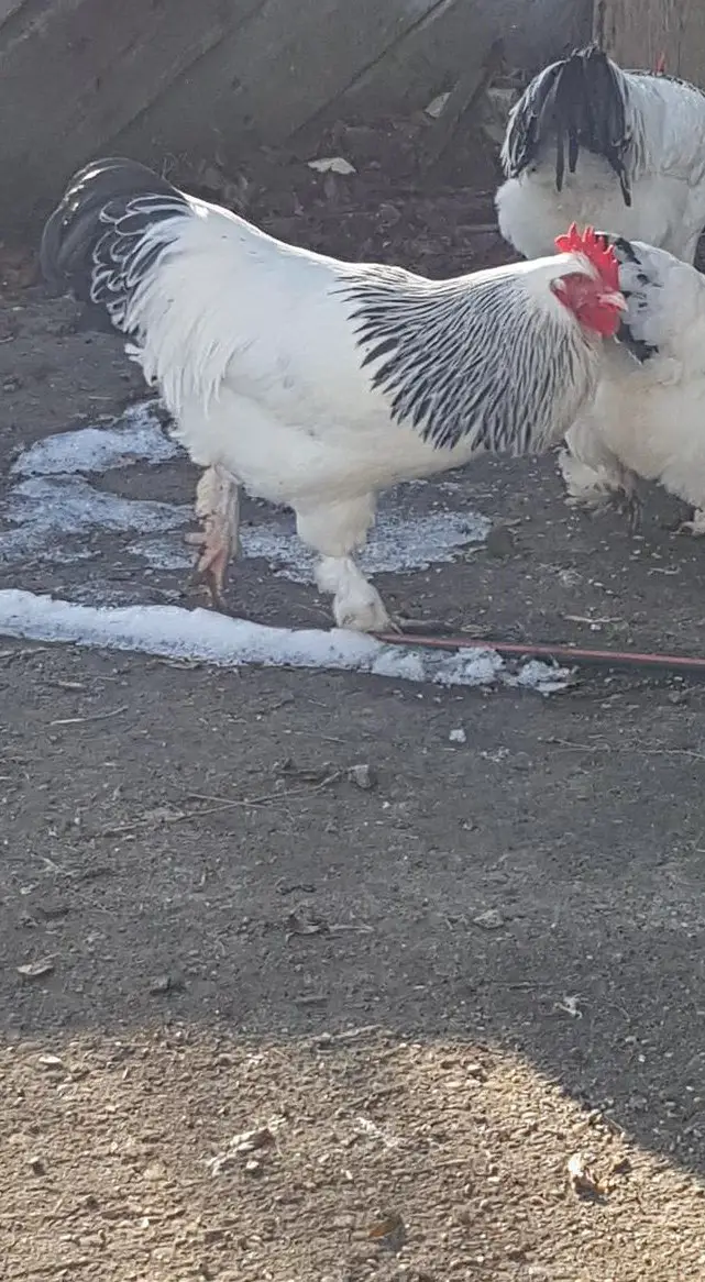 SUNDHEIMER Hahn, rassenrein, 8 Monate alt