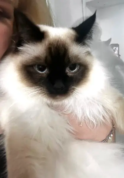 Deckkater Heilige-Birma