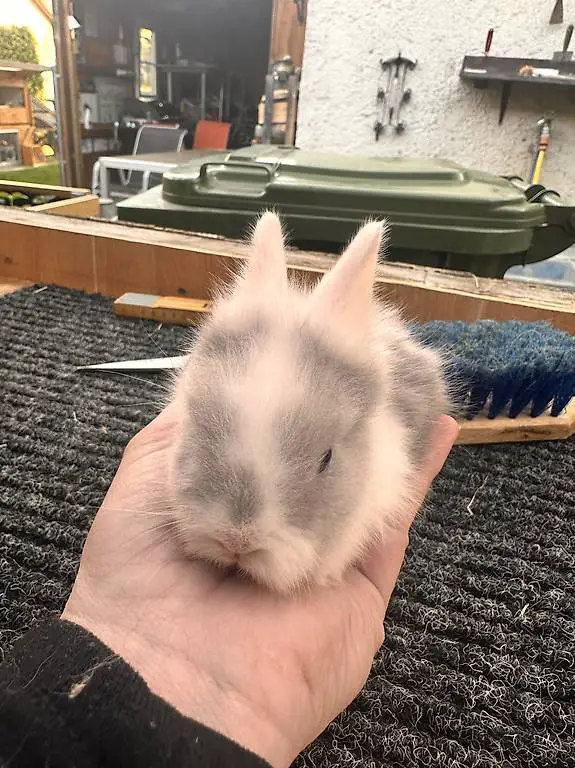 Löwenköpfchen Zwergkaninchen