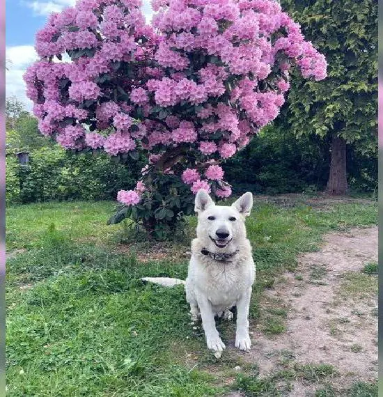 Kanadischer Weisser Schäferhund