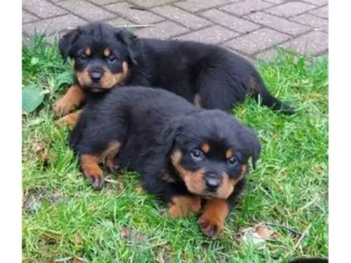 männliche und weibliche Rottweilerwelpen