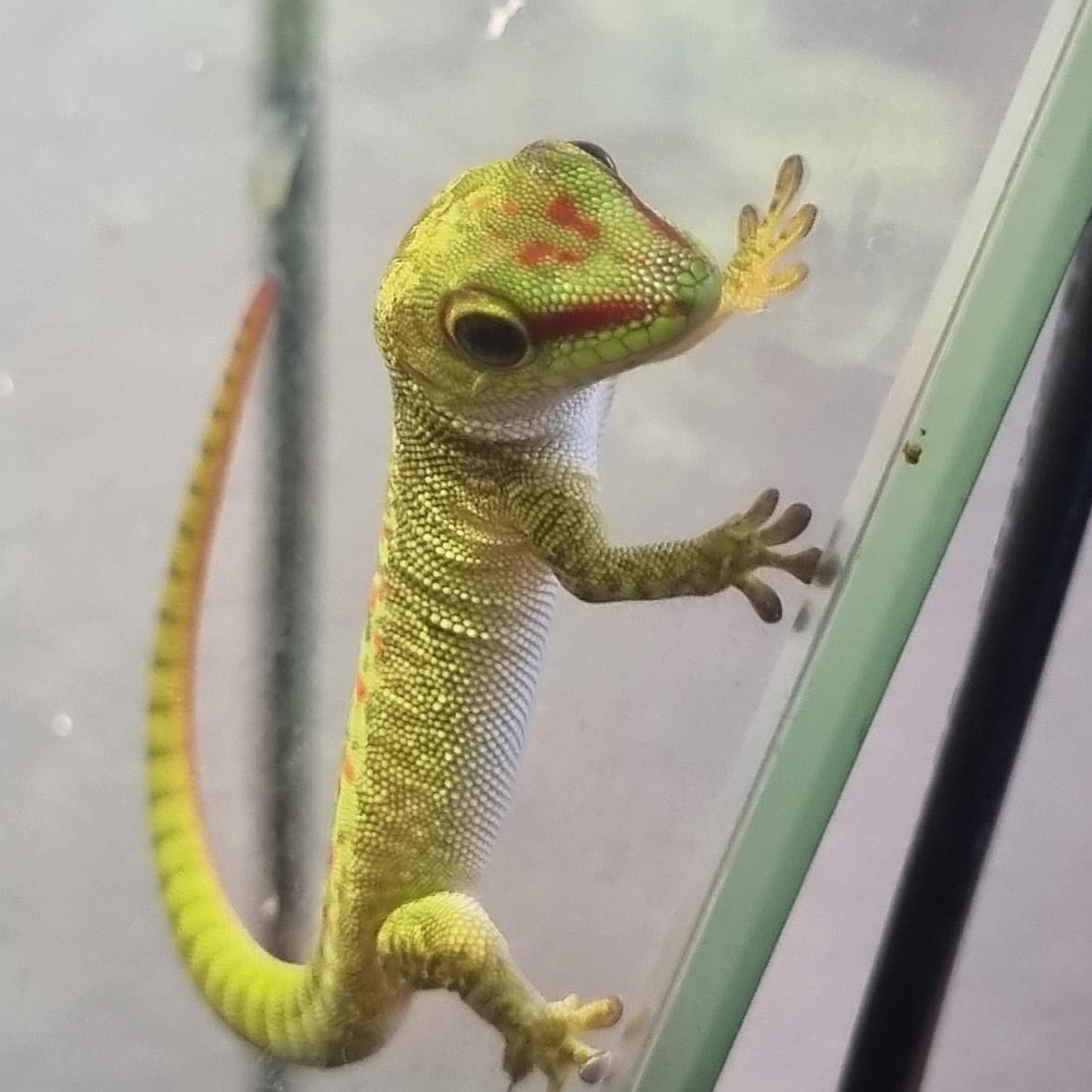 Junge Madagaskar Taggeckos zu verkaufen