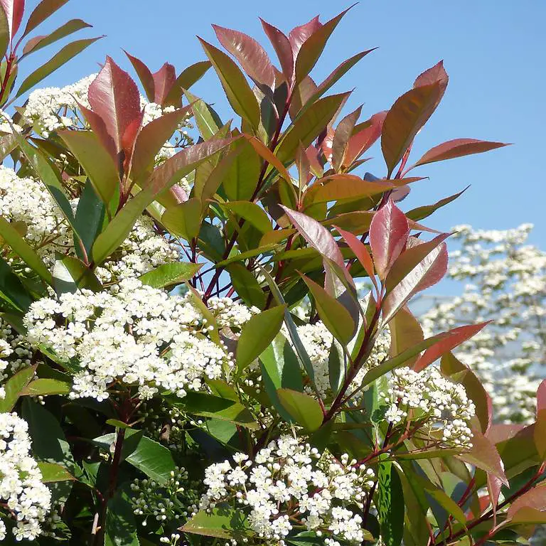 Glanzmispel Red Robin