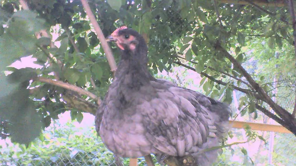 Junger Orpington Hahn zu verkaufen