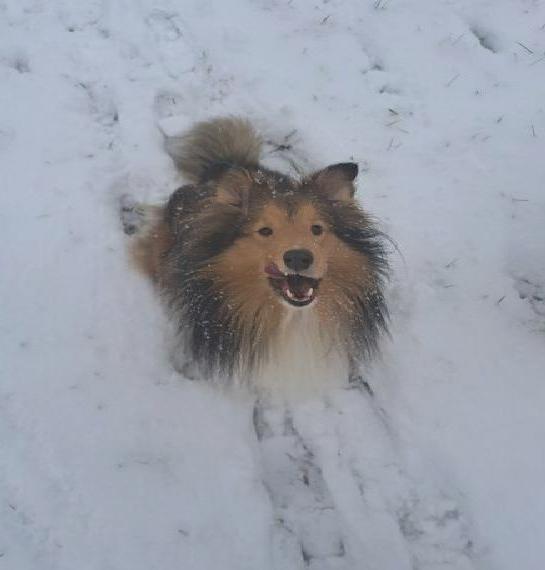 Wundervolle sheltie welpen