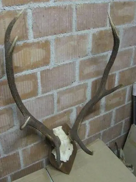 Hirsch-Geweih Jagd-Trophäe Alpine Chic 7-Ender