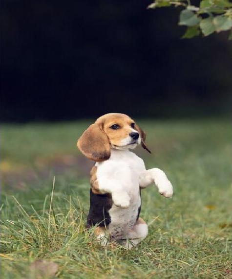 Beagle