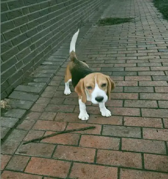Beagle Hündin LENI...6 Monate alt...mit Ahnentafel sucht...