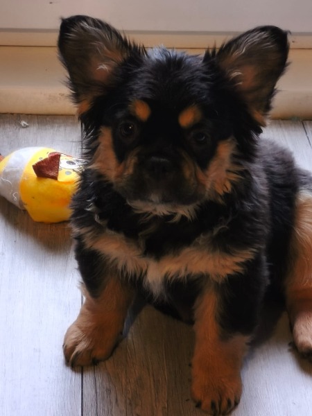 Französische Bulldogge Fluffy – Welpen abzugeben