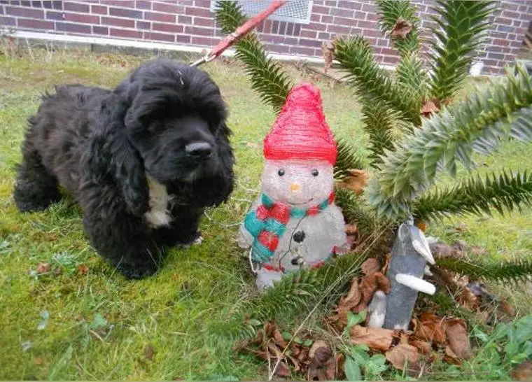 American Cocker Spaniel, schwarze Engelchen, suchen ihr für immer Zuhause bei zuverlässigen Menschen