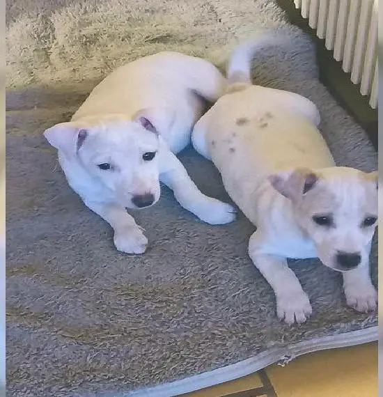 Jack Russell Welpen weiss/weiss-creme kurzbeinig, kurzhaarig