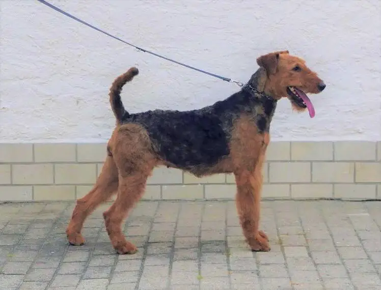 Airedale Terrier-Hündin