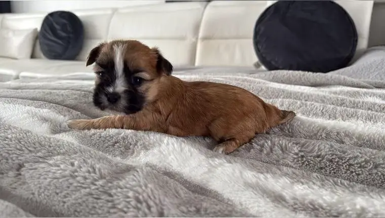 Bolonka Zwetna Welpen