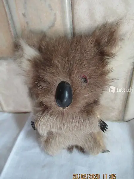  Koala, Coala, Koalabär, mit Echtfell und Glasaugen