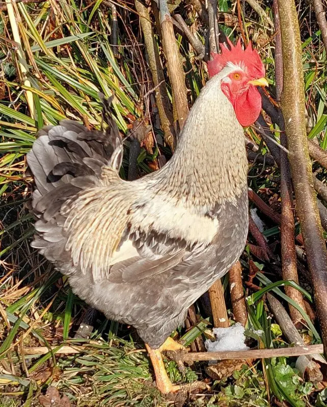 Junghahn und Lieblingshenne suchen neues Umfeld