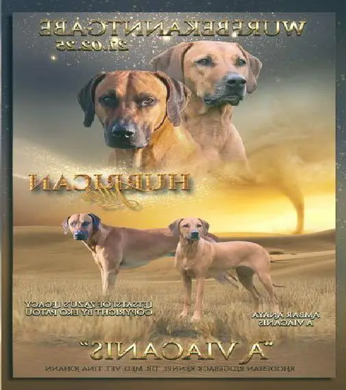 Welpen, Rhodesian Ridgeback, Papiere, Dr.med.vet. Johann