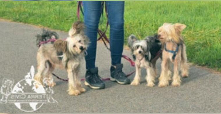 Chinese Crested - Zuchtrüde - Very Hairy Hairless