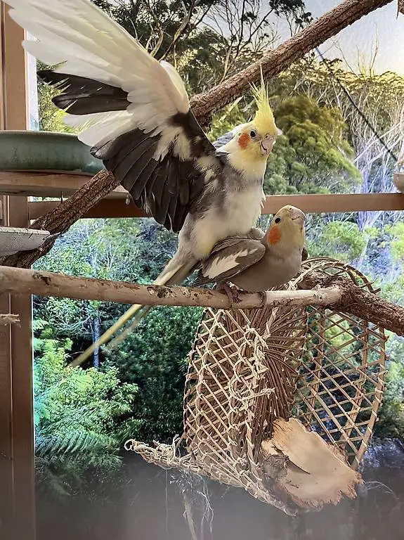 Handzahme Nymphensittiche mit Voliere und Zubehör