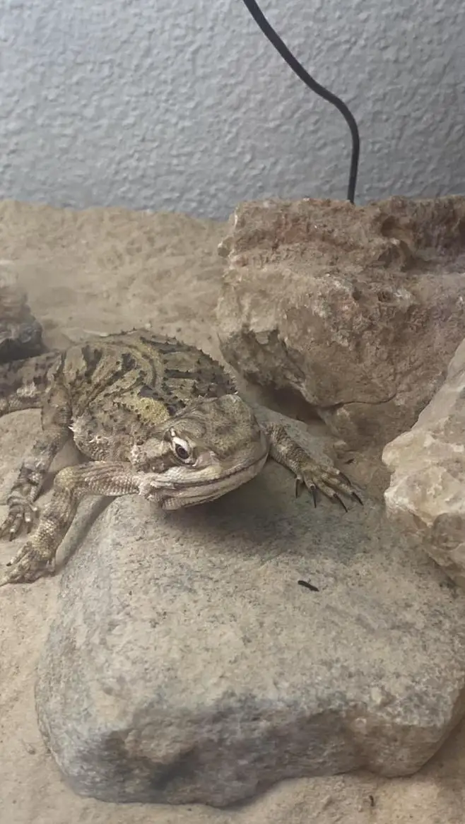 Verkaufe Zwergbartagame mit Terrarium und Zubehör