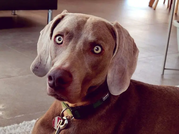 Weimaranerrüde, 2 Jahre