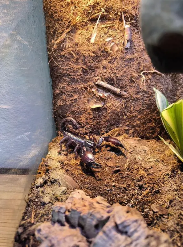 Schwarzer Laos-Skorpion mit Terrarium, Zubehör