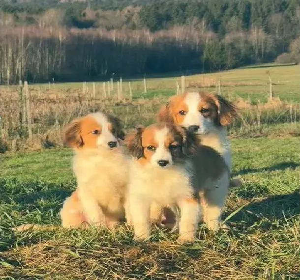 Nederlandse Kooikerhondje in Liebevolle Hände abzugeben