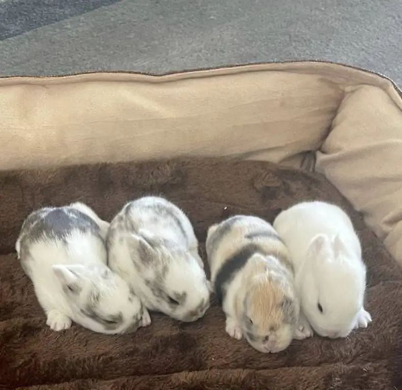 Junge Minilop/Zwergkaninchen Mix