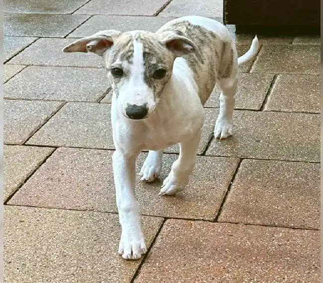 Whippet Hündin