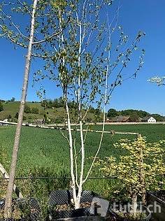 Säulenbirke Betula pendula Fastigiata