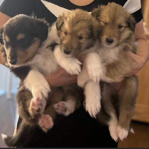 Colliewelpen VDH FCI