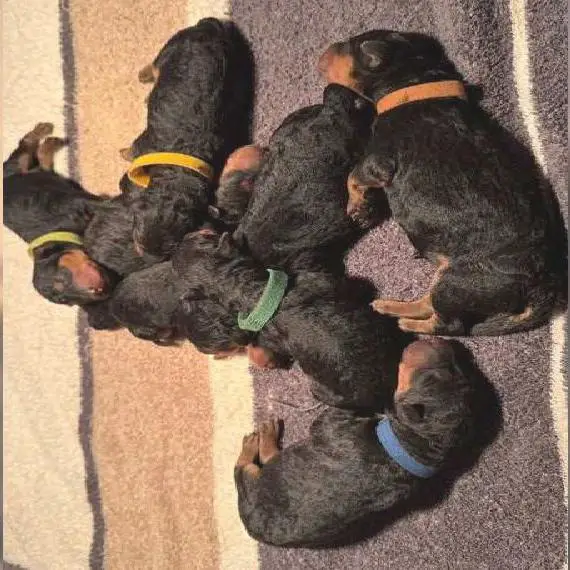 Airedale Terrier Welpe (Rüde)