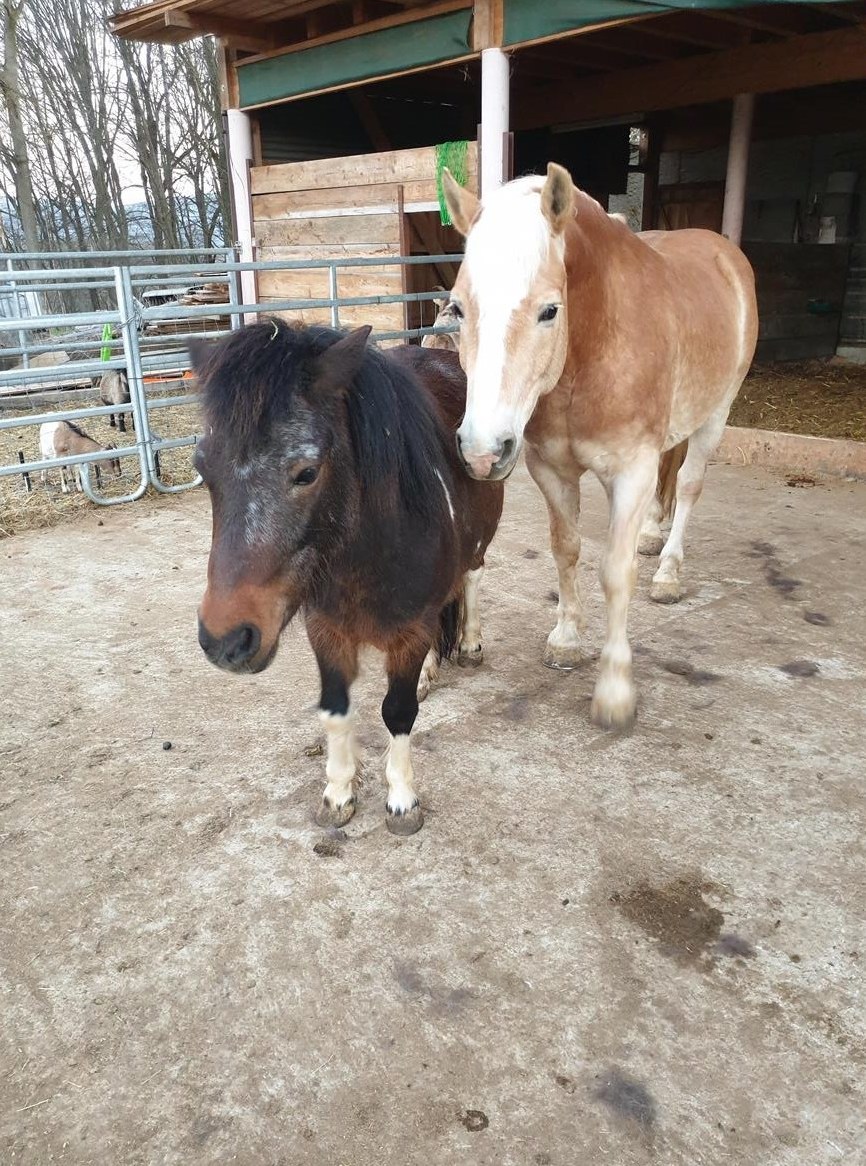 Haflinger und Pony suchen neuen Lebensplatz