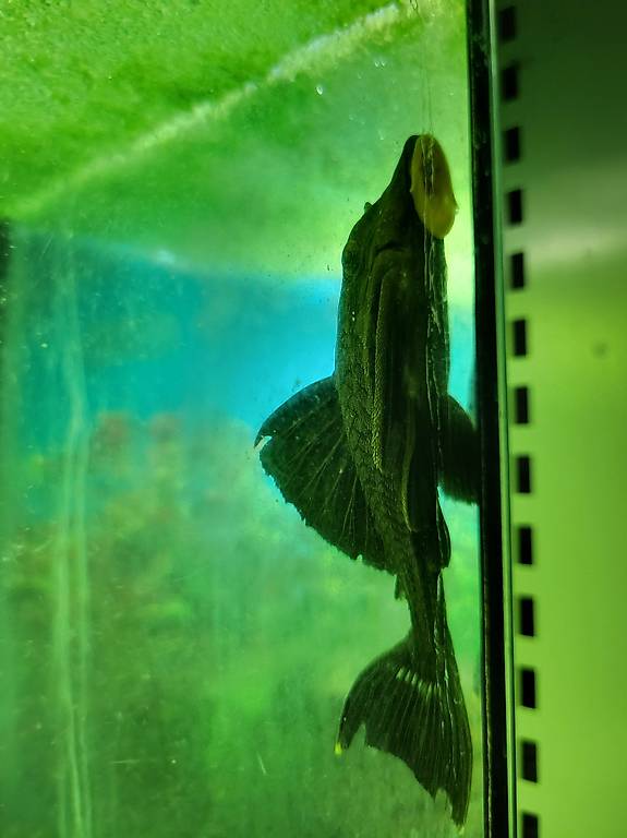 L27 Panaque, Wels (ca 12cm)