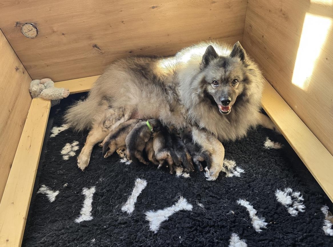 Wolfsspitz Welpen, unser E Wurf ist da