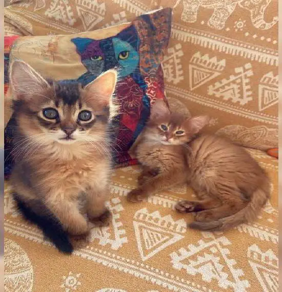 Somali Kitten in wilfarben/ sorrel