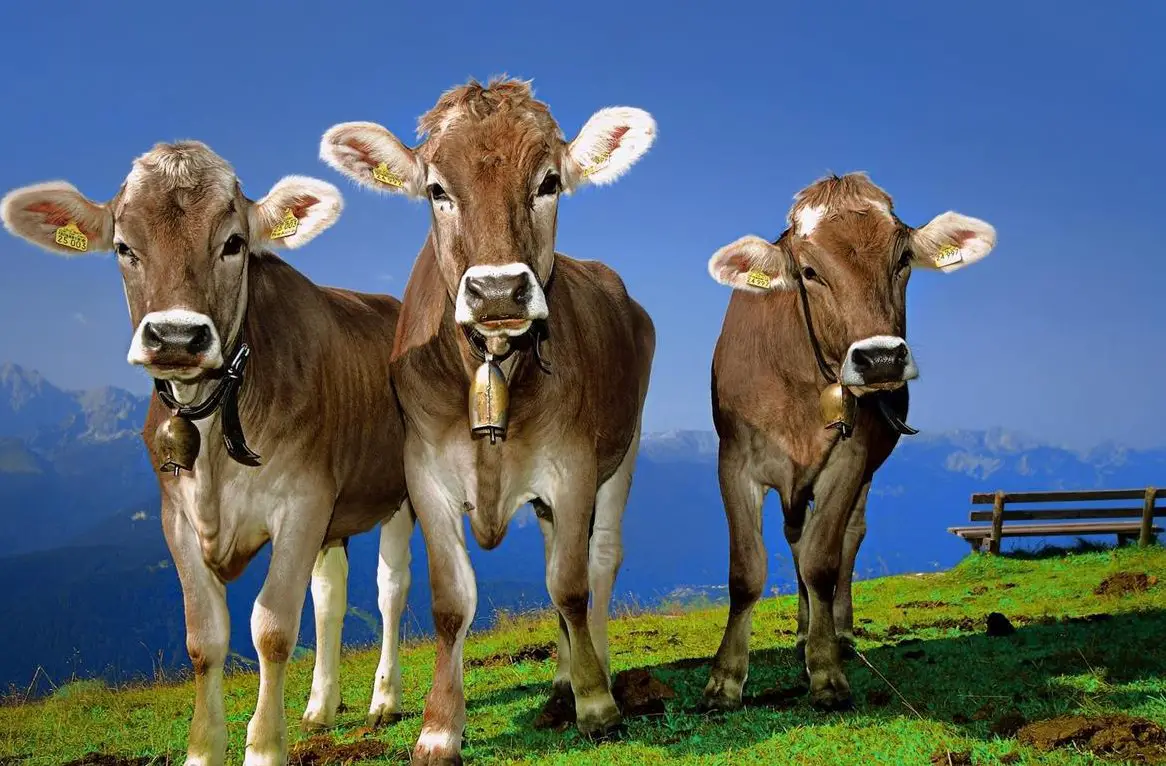 Kuhpatinnen und -paten gesucht für gemeinschaftliches Projekt