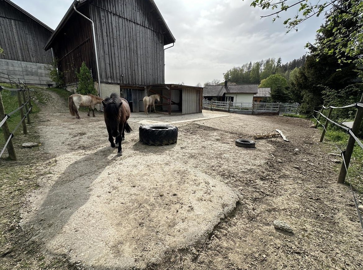 Offenstall Platz für 1-2 Kleinpferde, Gähwil SG