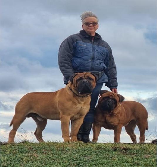 Bullmastiff Welpen