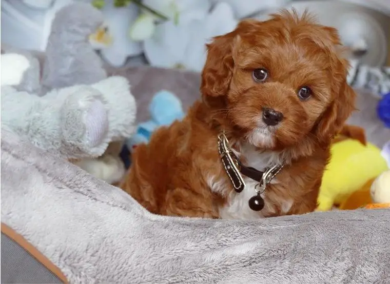 Wunderschöne Cavapoo Welpen F1 (Toypudel/Zwergpudel + Cavalier King Charles Spaniel) mit Ahnentafel