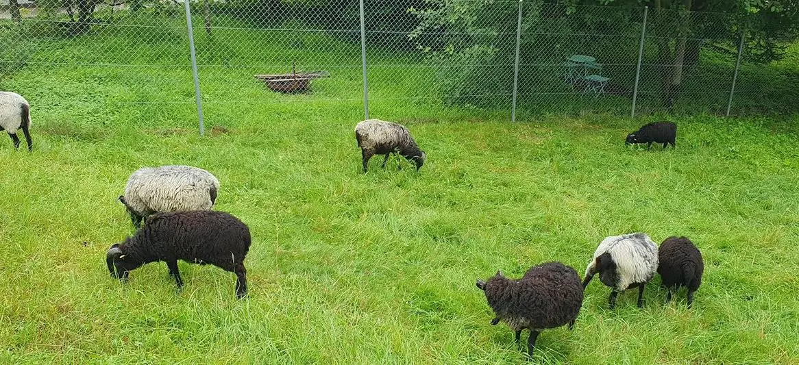 Graue Heidschnucken Jungtiere, gehörnt